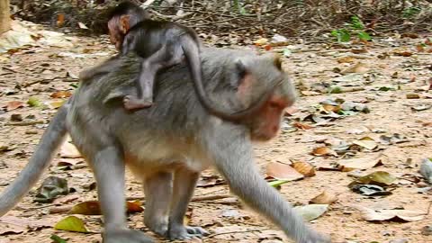 Funny Animal# real love baby monkey #46# love animal.