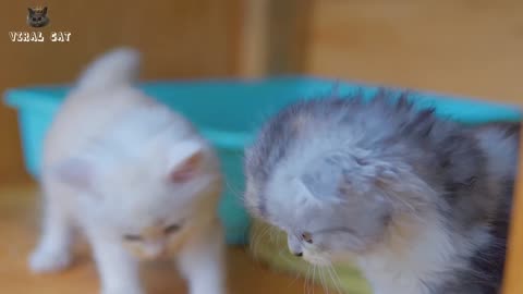 Quality Animal Footage - Cats and Kittens Beautiful Scenes