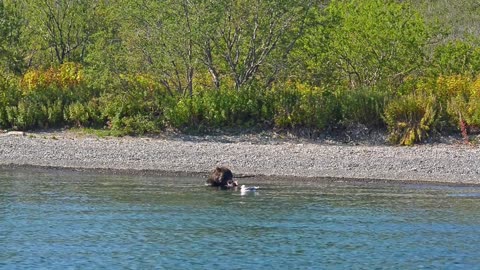 Bear is Dangerous wild animals. Avki Huge brown eats fish in river water while near green forest