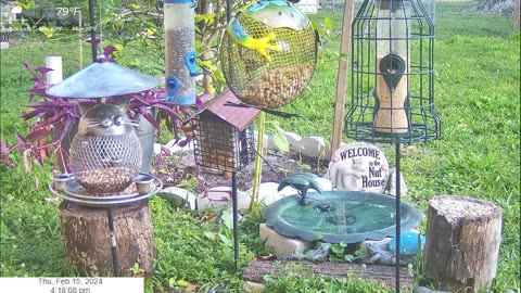 Florida Bird Feeder SWFL Live Camera HD