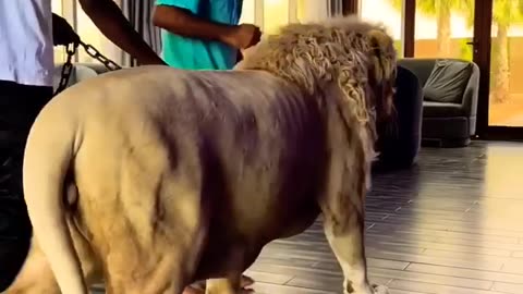 Dubai 🇪🇭tiger 🐅dubai sort video