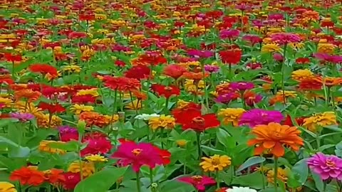 COLOURFUL Zinnia flower.🌼