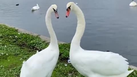 This swan dance is mesmerizing