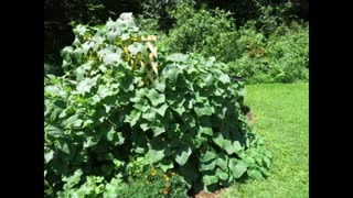 Cucumbers grown with foraged worm castings