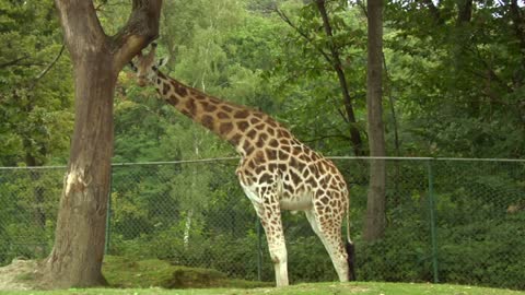 A giraffe in a safari park