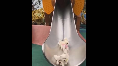 Puppy babies sliding