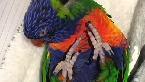 Lorikeet really enjoys head scratch