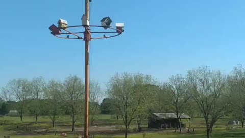 Purple Martin High Rise Condo