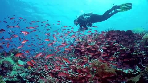 Flock of small beautiful red fishes