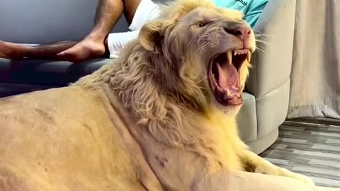 Dubai 🇦🇪 Sheikh With Lion 🦁 Tiger 🐯 at Home 🏡 Care Lifestyle || Jeetpuria Janab