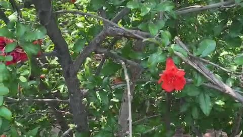 Red flowers