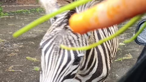 Friendly Zebra?