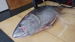 Cutting a 500lb Tuna Fish