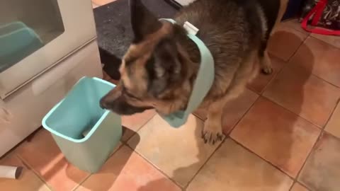 Guilty German Shepherd!