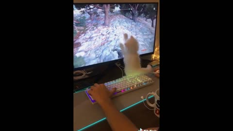 Mino Cat Is Chasing a Computer Video Game, Very Funny.