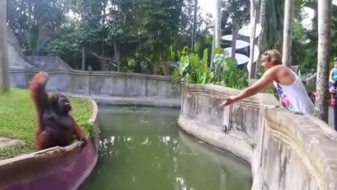 A Man Tosses A Treat At An Orangutan What Happens Next Has Everyone Laughing In Disbelief