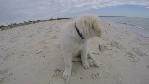 Beach Puppy