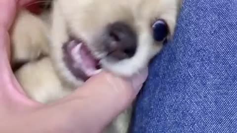 Cute Dog tickling 🐩