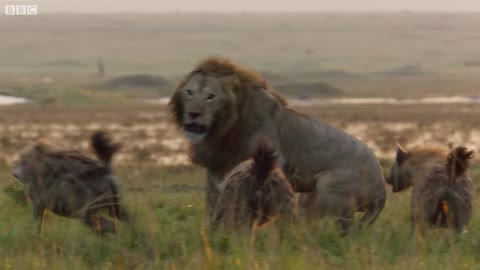 Lion Trapped by Clan of Hyenas | Dynasties | 09 Earth