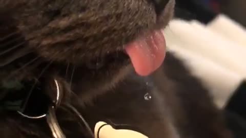 Drooling Cat with its Tongue Out