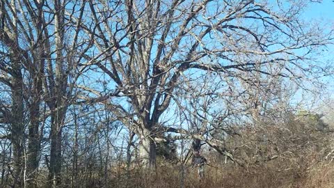 Reclaiming and saving a giant oak tree!