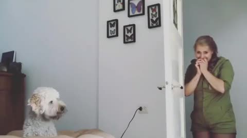 Owner performs magic trick for dog