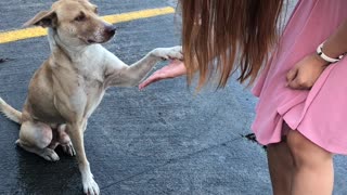 Sweet Street Dog Does High Fives After Being Fed