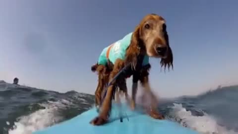 Dog Surfs with Owner in Ocean