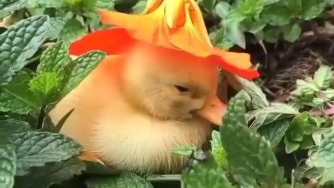 A Sleepy Duck under a flower sun hat