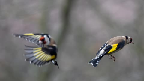 goldfinch singing