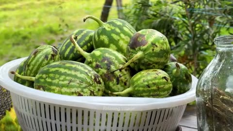 Rustic Village Harvest: 3 TON Watermelon for Summer Healthy Drinks | Fresh Watermelon Juice Making