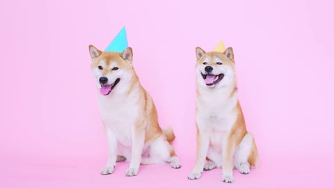 Happy birthday my dogs