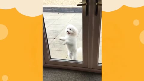 OMG cute funny dancing poodle dog dancing to get let back inside