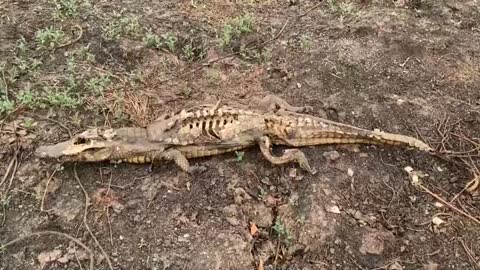 La fauna silvestre lucha por sobrevivir al fuego en mayor humedal del mundo