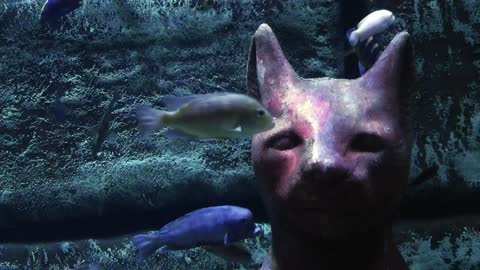 Egyptian cat under the sea surrounded by fish