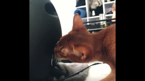 Cute Abyssinian Kitten Dances To Electronic Music