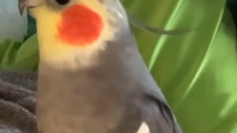 Adorable singing cocktail 🍹🍹