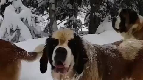 Beautiful Dogs are enjoying the cool and snow weather