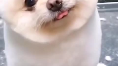 Cute Dog