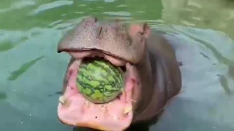 How do hippos eat watermelon