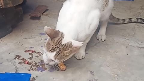 black & white cute cats enjoy chiken ! #cutecats #animals #funny #trending