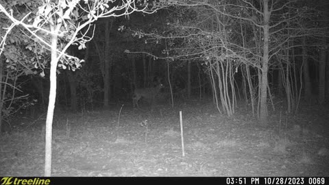 Trail Cam Video