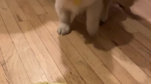 Puppy Discovers Lemon