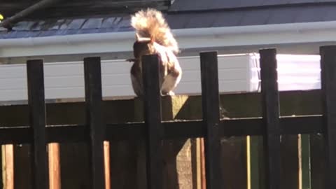 Squirrel Has a Great Fence-Side Performance