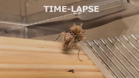 Time-Lapse of Spiny Flower Mantis Eating