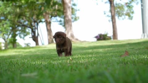 Cute Puppies| Puppies fight | human best friend