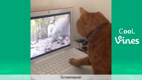 Impossible to stop Laugh While Watching Funny Animals Compilation video(part 1)