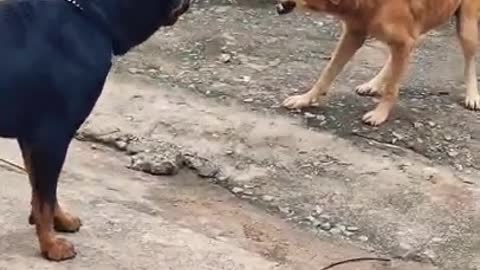 Street fight dog shorts