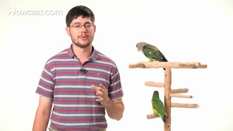 How to Teach Your Parrot to Talk Instantly | Parrot Training with Few Simple Tricks