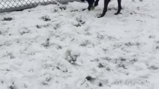 Frozen Tennis ball and a dog that doesn’t want anything cold and it’s mouth